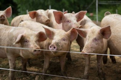Protect Your Livestock with Cattle Fencing!