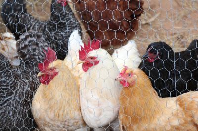 Keep Your Chickens or Other Animals Safe By Getting Your Chicken Wire Fence Repaired!